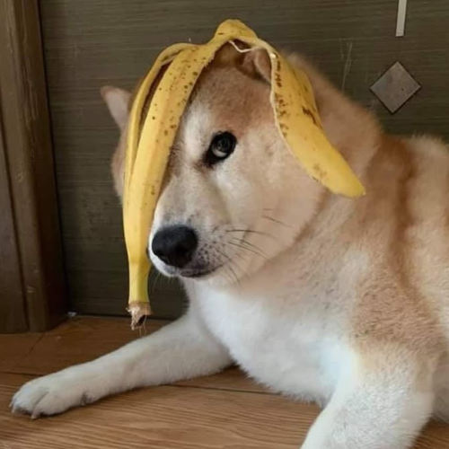 Banbadog 1